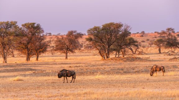 A peaceful dusk scene in the Kalahari Desert with two possible antelopes grazing among sparse vegetation under a purple sky.