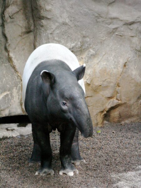 A Malayan tapir standing on a rocky surface at the Minnesota Zoo.