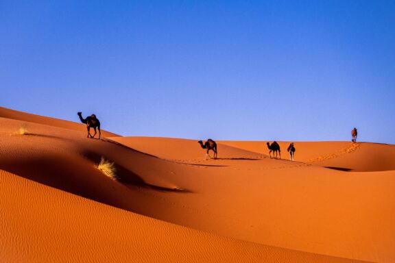 A line of five camels walks through the dunes during the morning near Merzouga, Morocco in the Sahara Desert.