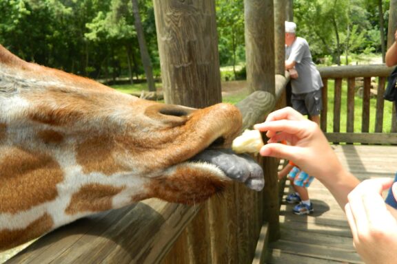 A person feeding a giraffe at Riverbanks Zoo and Garden.