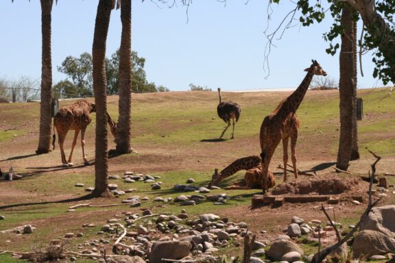 A savanna exhibit at the Phoenix Zoo with giraffes and an ostrich, trees scattered around, and a rocky terrain under a clear sky.