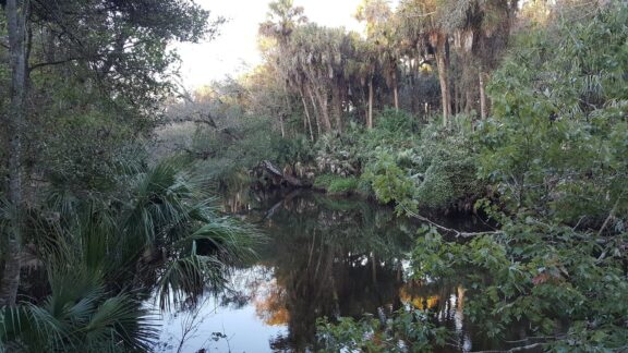 A serene view of Turkey Creek in Palm Bay, featuring calm waters surrounded by lush greenery and trees.