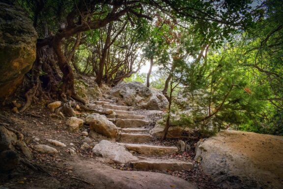 A stone stairway meanders through a lush forest with green foliage in Akamas National Park.