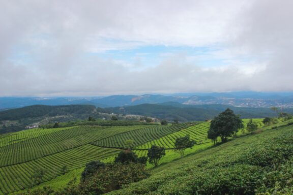 A scenic view of the lush green terraced fields in Da Lat, Vietnam, under a partly cloudy sky.