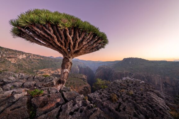 A Dragon Blood Tree from Socotra, Yemen, stands alone against a twilight sky, its unique canopy atop a gnarled trunk, amid rocky terrain.