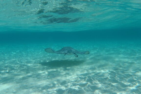 A stingray swimming near the sandy ocean floor in the clear blue waters of Stingray City.