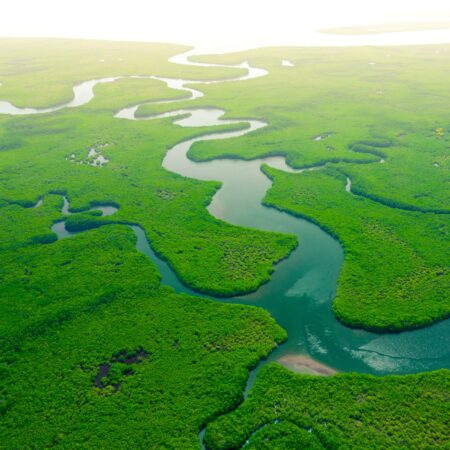 Aerial View of Green Mangrove Forest. Nature Landscape. Amazon River. Amazon Rainforest. South America.