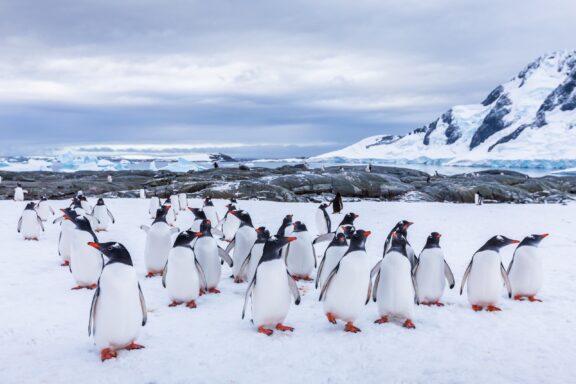 Group of curious Gentoo Penguin staring at camera in Antarctica, creche or waddle of juvenile seabird on glacier, colony in Antarctic Peninsula, snow and ice landscape.