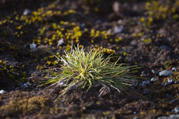 A close-up image of Deschampsia antarctica, commonly known as Antarctic hair grass, growing on rocky soil.