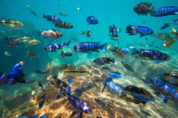 Blue fishes in the underwater world of lake malawi.