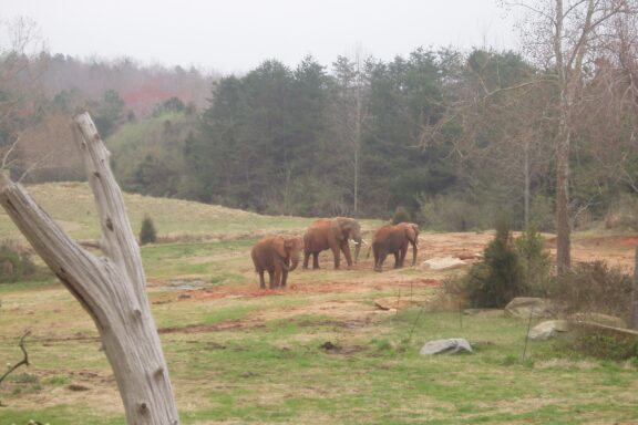 African elephants roam a grasslands exhibit at North Caorlina Zoo, the largest zoo in the US.