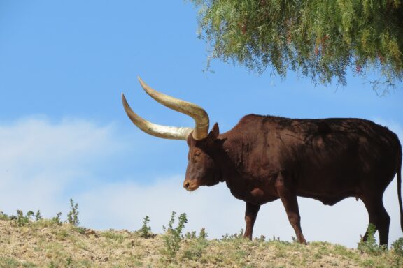 A Texas Longhorn walks beneath a tree in the San diego Zoo Safari Park, one of the largest zoos in the US.