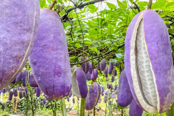 Akebi Fruit Hanging on Vine Purple fruit of holboellia latifolia Wall (Sausage Vine) or japanese fruit akebi (AKEBIA QUINATA)