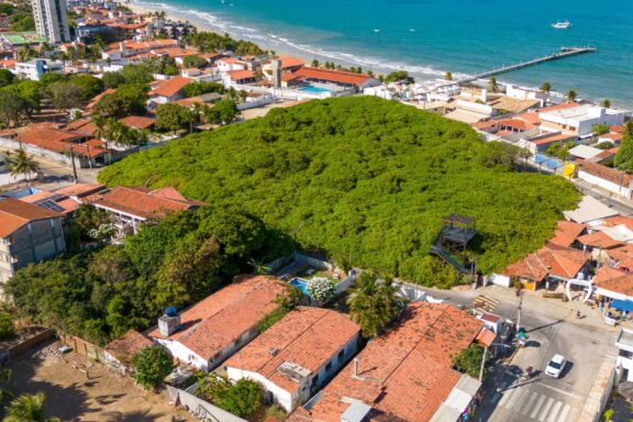 Giant Tree Towering Over Buildings Photo aerial of the biggest cashew tree in the city