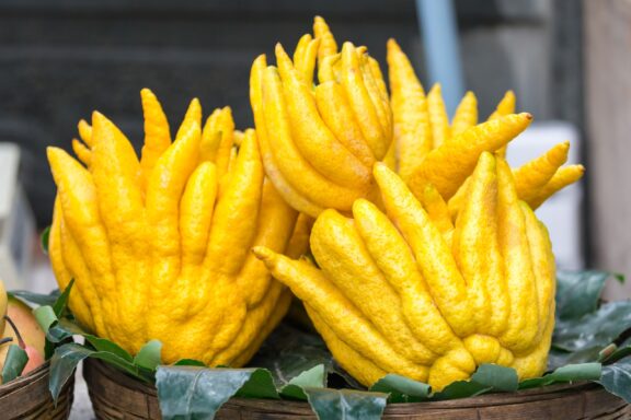 Buddha's Hand Citron Fruit Display Buddhas hand fruit