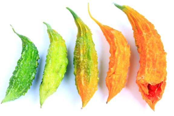 Assorted Fresh and Dried Bitter Melons Goya fruit