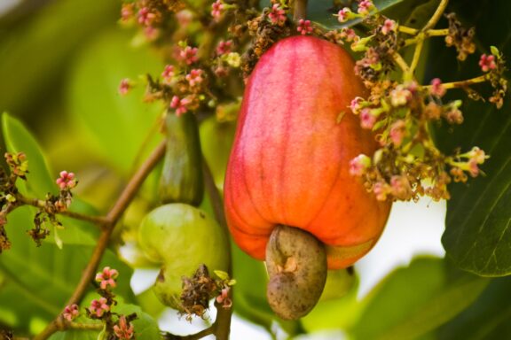 Ripe Cashew Apple and Nut on Tree cashew nut tree with kaju fruit