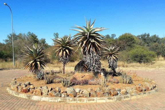 Aloe Plants in Botanical Garden National Botanical Garden of Botswana in Gaborone