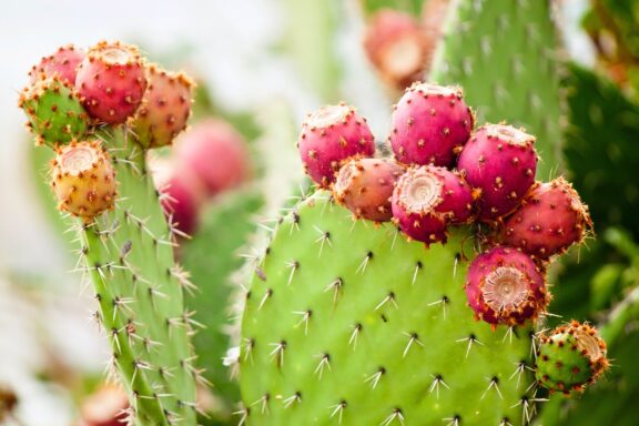 Close-up of Prickly Pear Cactus with Ripe Fruits Prickly pear