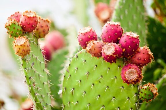 Prickly pear