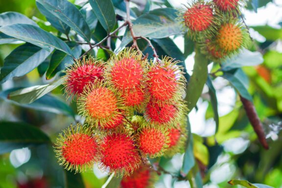 Cluster of Rambutan Fruits on Tree The red rambutan is on the rambutan tree appetizing thai