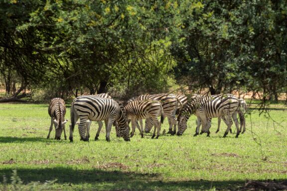 Zebras Grazing in a Field Zebras in the Gaborone Game Reserve