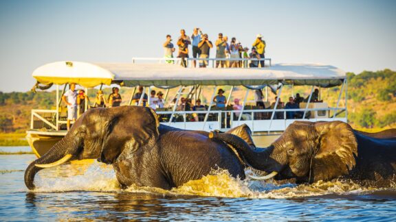 African Elephants Swimming Across the Chobe River with Onlookers from a Safari Boat Tourists on a boat take pictures of African elephants wading across the Chobe River in Botswana.