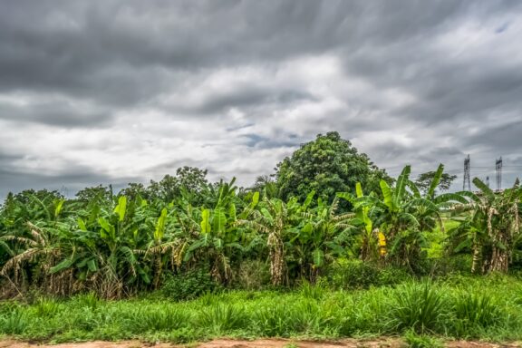 Trip through Angola's lands 2018: View with typical tropical landscape, baobab banana trees and other types of vegetation, cloudy sky as background.