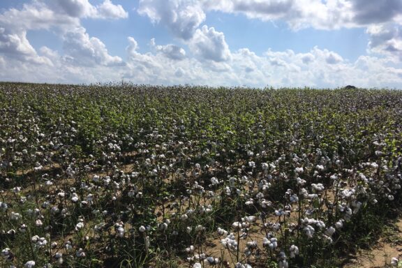 Cotton field in Augusta, Arkansas on a sunny day.