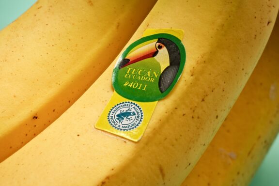 BRAUNSCHWEIG, GERMANY - SEPTEMBER 22, 2021: Bananas from Ecuador labeled with the Rainforest Alliance Certified Seal.