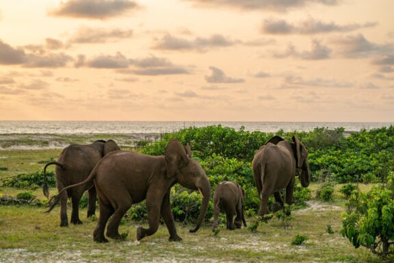 Elephants walk around Loango National Park in Gabon. 