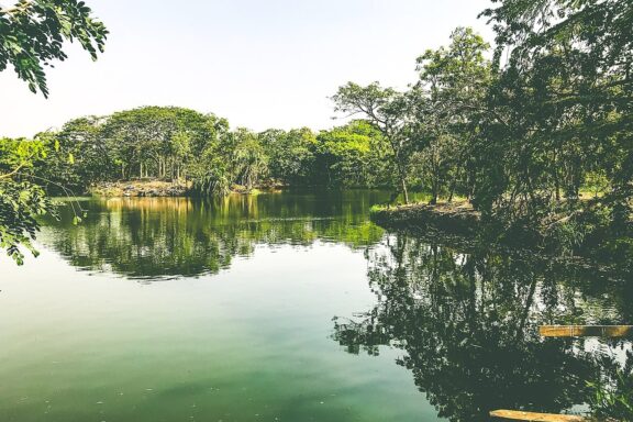 Legon Botanical Gardens, Accra, established in 1950