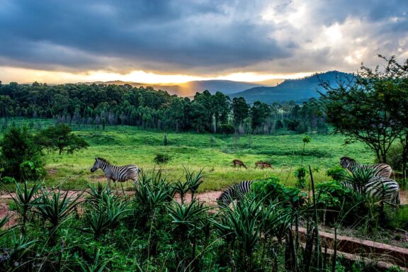 Mlilwane Wildlife Sanctuary, Eswatini