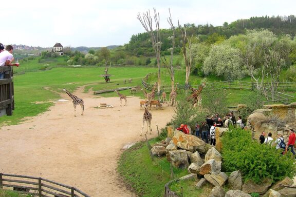 Visitors Observing Giraffes at Zoo Enclosure Giraffe exposition in the Prague Zoo