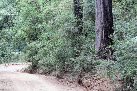 Dirt Road in a Lush Green Forest Road in the Menagesha Park