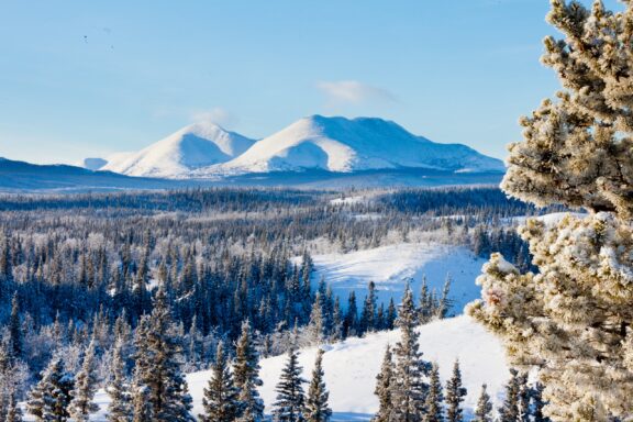 Snowy boreal forest taiga winter wilderness landscape of Yukon Territory, Canada, north of Whitehorse