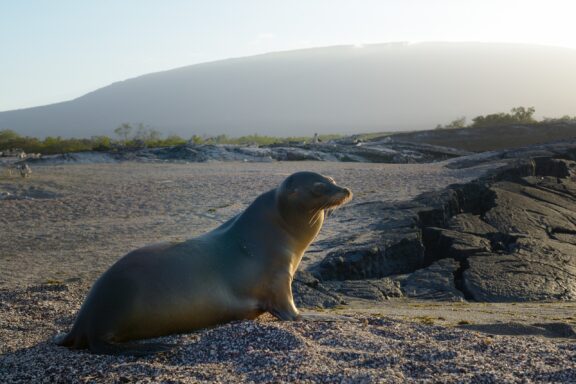 A sea lion stands on the rocky shore of Fernandina Island.