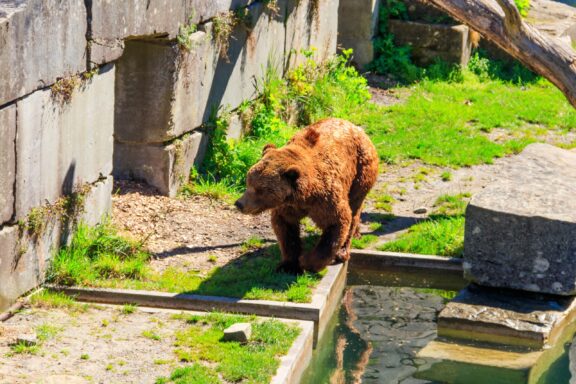 Bears in the Bear Pit Park in Bern