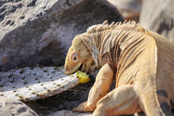 A Barrington land iguana eats cactus on Santa Fe Island.