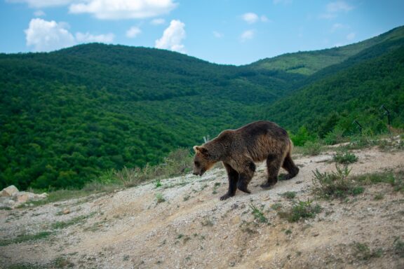 Bear inside the Bear Sanctuary in Pristina