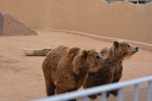 Bears inside the Riyadh Zoo