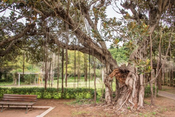The Botanical Garden Rabat, established in 1924