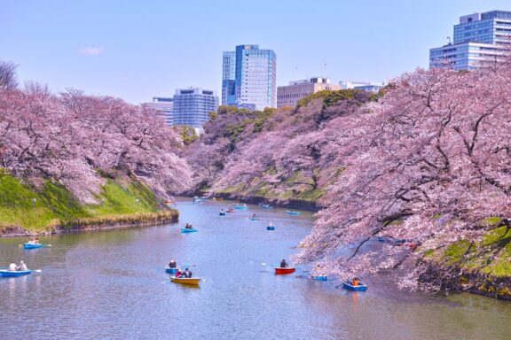 People paddle in boats next to cherry blossoms in Chidorigafuchi Park, Tokyo.