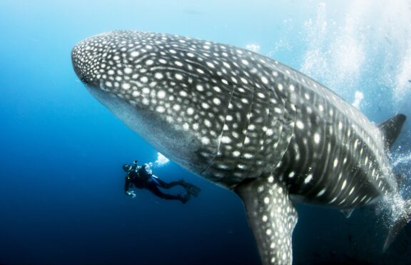 A diver swims next to a large whale shark in clear blue waters near Darwin Island.