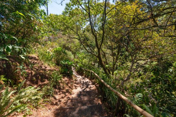 Path to walk down stairs in a green scenery with trees of rainforest in El Boquerón National Park, located in the top of San Salvador Volcano in El Salvador, Central America. Wooden handrail.