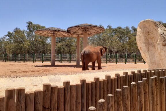 Elephant in the National Zoo of Morocco