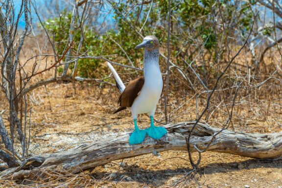 A blue-footed booby stands on a log on Española Island.