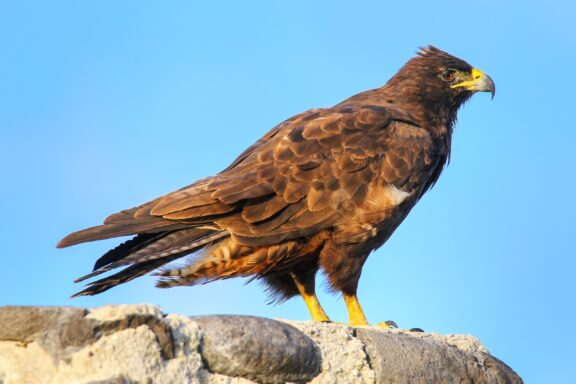 A Galápagos hawk rests on a rock.