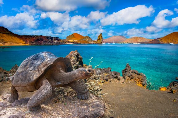 A Galapagos giant tortoise stands on an island in front of turquoise blue waters.