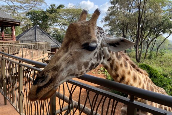 Giraffe in the Giraffe Centre of Nairobi